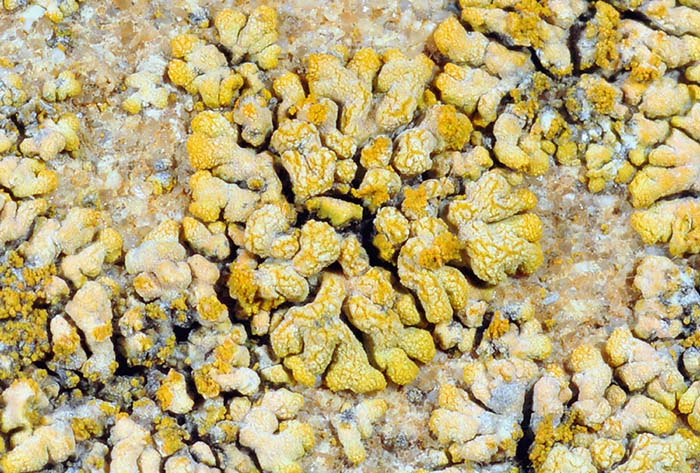 Licheni sul muro di casa